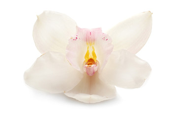 Beautiful white orchid on white background