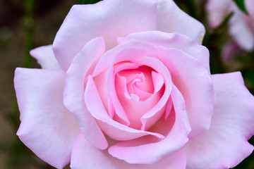 Pink Rose

