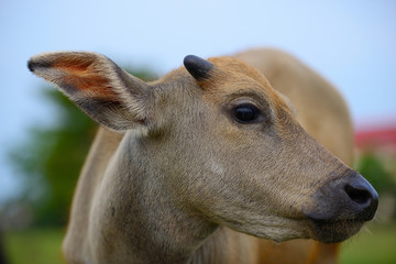 Buffalo