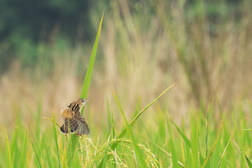 Paddy field, green agriculture land, India