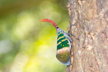colorful insect. cicada or lanternfly insect on tree in nature