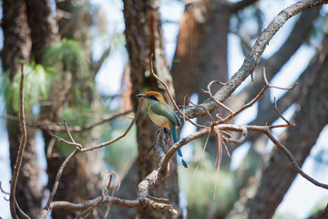 El pájaro está parado en la rama sin hojas.