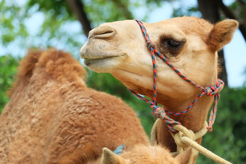 camel
