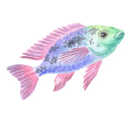 Exotic decorative fish on a white background. Watercolor painting