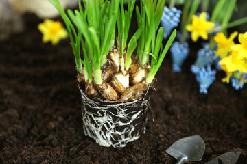 Narcissus seedling on soil background