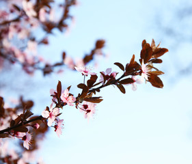 Blooming pink branch on blue sky background