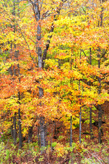 Beautiful Colorful Autumn Leaves