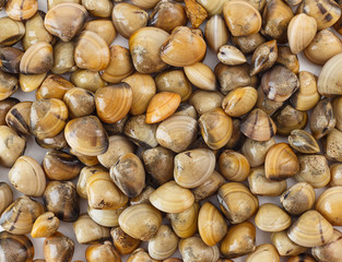 Top view of raw clam