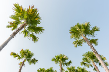 Palm trees against a beautiful blue sky