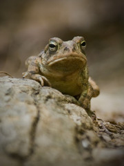 Portrait of an American Toad (Bufo americanus) in Chewacla State Park in Auburn Alabama.