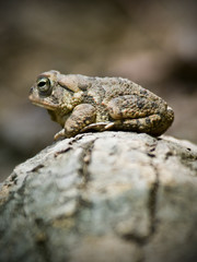 Portrait of an American Toad (Bufo americanus) in Chewacla State Park in Auburn Alabama.
