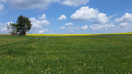 Wildblumenwiese mit Rapsfeld und Baum