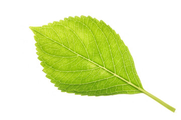 fresh hydrangea leaf vein texture background #4