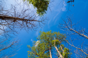 Up view on tree and clouds on blue sky