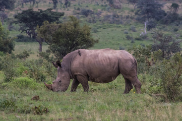 Fototapeta premium Rhinoceros grazing in the Weldgevonden Game Reserve in South Africa