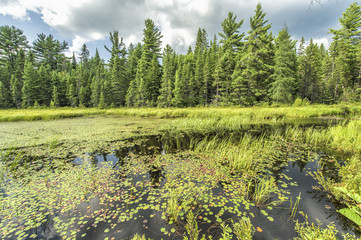 Wetland Conservation