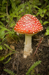 Magic Mushroom in the Wilderness of Alaska (Agaricus bisporus)
