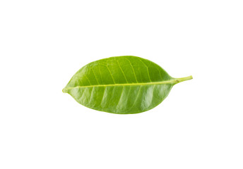 Fototapeta na wymiar Green leaf isolated on white background with clipping path