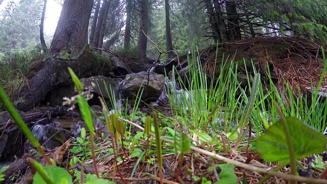 Beautiful small brook  in Carpathians