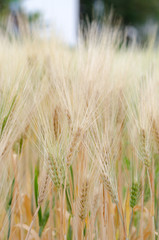 barley two colors