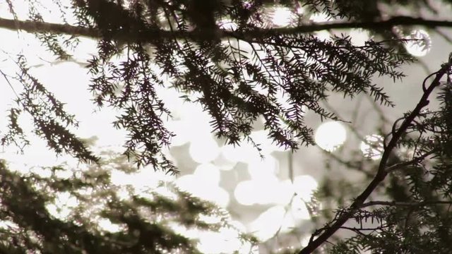 sunlight reflecting off a lake through a pine forest closeup