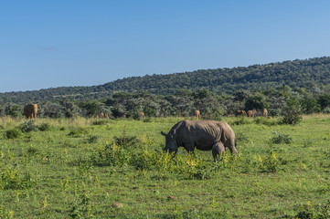 Naklejka na ściany i meble Rhinoceros grazing in the Weldgevonden Game Reserve in South Africa