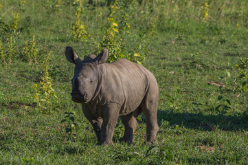 Obraz premium Rhinoceros grazing in the Weldgevonden Game Reserve in South Africa