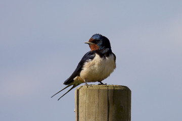 Barn Swallow sitting on wooden fence post.