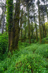 Park of Palacio Nacional de Pena. Sintra. Portugal