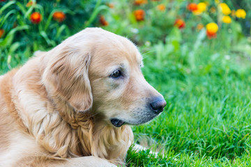 dog Golden Retriever closeup