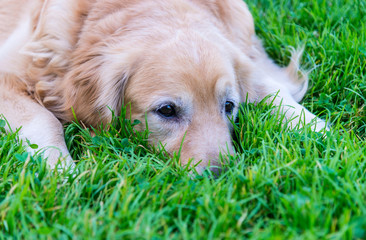 dog Golden Retriever lying on the grass 