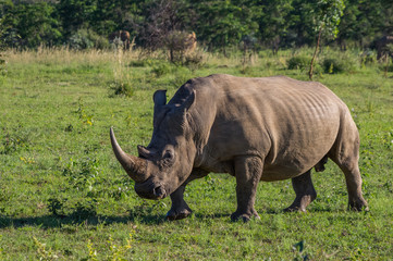 Fototapeta premium Rhinoceros grazing in the Weldgevonden Game Reserve in South Africa