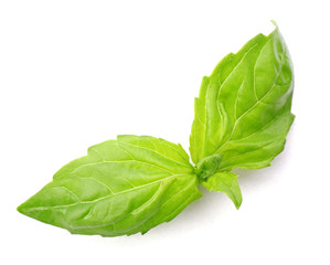 Fresh basil leaves group isolated on white