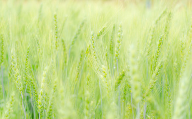 Panele Szklane  zielone pole ryżu jęczmiennego w północnej Tajlandii, test konwersji