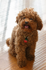 A brown poodle