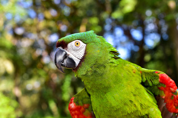 Beautiful Macaw Parrot close up