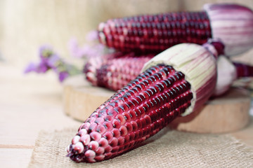 fresh purple organic corn