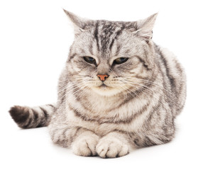 Fototapeta premium The gray cat.