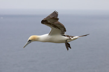 Fototapeta na wymiar A Gannet soaring on the thermals at its cliff nesting site.