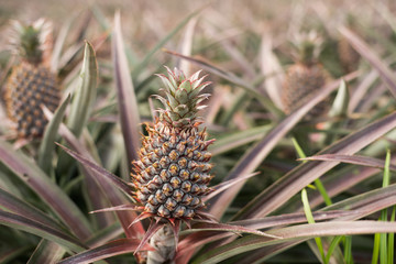 Fototapeta premium pineapple farm