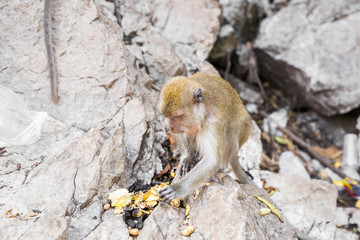 monkey eats banana