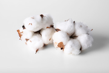 Cotton flowers isolated on white