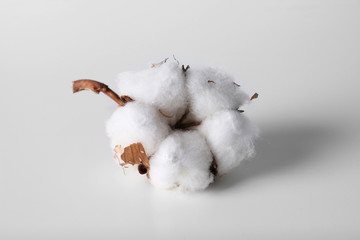 Cotton flower isolated on white