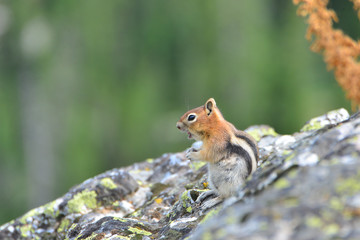Red Squirrel 