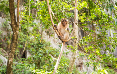 Long-tailed Macaque Monkey in the forest