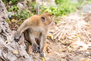 Long-tailed Macaque Monkey in the forest