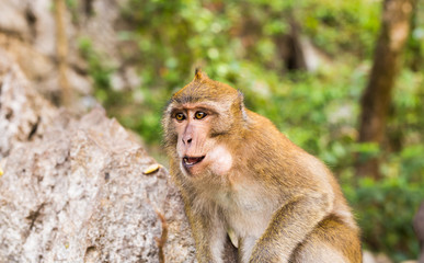 Close-up of monkey face in a nature background.