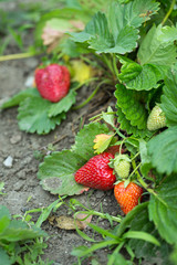 strawberries  in the garden