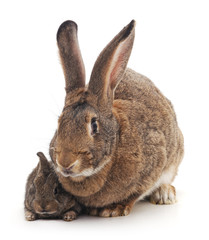 Mother and children rabbit.