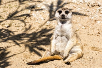 On hot days, a little meerkat sits comfortably on the sand